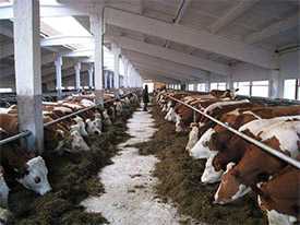 Разведение крупного рогатого скота (мясное животноводство)