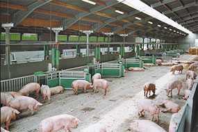 Строительство зданий и сооружений сельскохозяйственного назначения: свинарников (свиноферм)