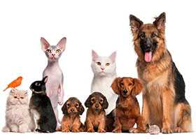 Предоставление профессиональных консультаций по уходу за домашними животными