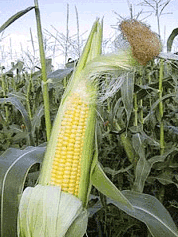 Зерно Кукурузы