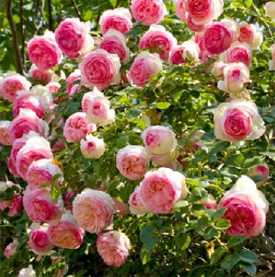 Роза Плетистая Eden Rose