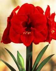 Комнатный цветок амариллис