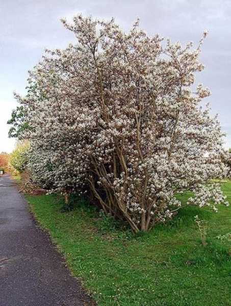 Ирга канадская Amelanchier lamarckii 