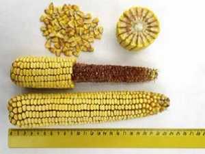 Семена кукурузы DuPont Pioneer П7709