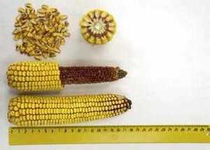 Семена кукурузы DuPont Pioneer П8400
