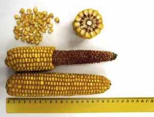 Семена кукурузы DuPont Pioneer ПР39Г12