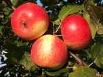 Саженцы яблони Рубин венгерский