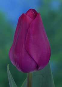 Луковицы тюльпана Блю Риббон