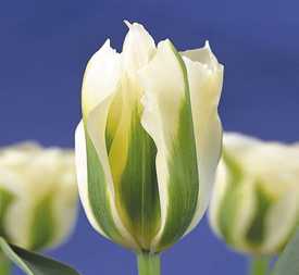 Луковицы тюльпана Зеленоцветковый 