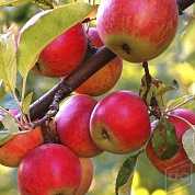  Саженцы яблоня Rapa zielona с5 100-120 