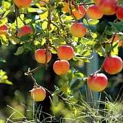 Саженцы яблоня Reneta muszkatowa с5 100-120