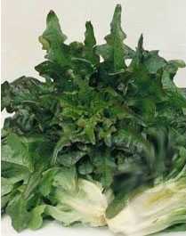  Семена салат листовой Дубачек 0,5г