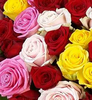 Букет из 101 разноцветной розы высотой 60 см