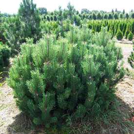 Сосна горная Pinus mugo