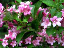 Вейгела цветущая Weigela florida