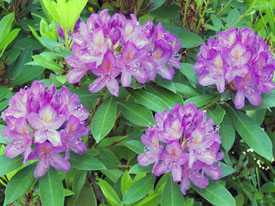 Рододендрон понтийский Rhododendron ponticum