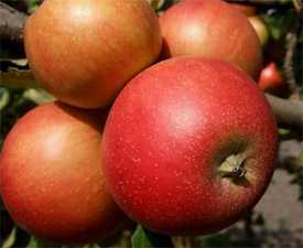 Саженцы яблони Топаз