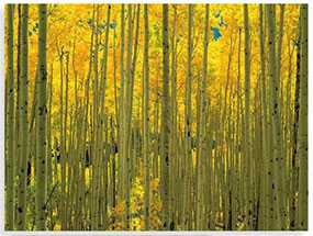 Декор (фотография) на закаленном стекле Aspens in White River Park Colorado, 60*80 см, INNOVA (Китай)	