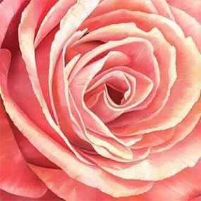 Декор (фотография) на холсте Pink Rose, 90*90 см, INNOVA (Китай)