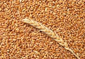 Фуражное зерно пшеницы
