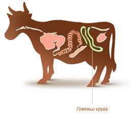 Круга говяжьи экстра d=45-50, 50-55, 56-60 мм