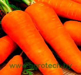 Семена морковь Редко F1