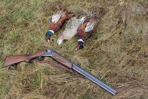 Охота на фазана