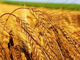 Реализуем зерновые культуры