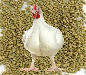 Изготовление комбикорма для цыплят-бройлеров из сырья изготовителя (под заказ)